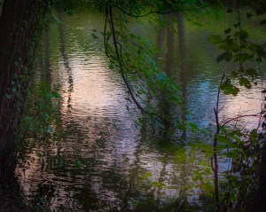 Tree reflections in river