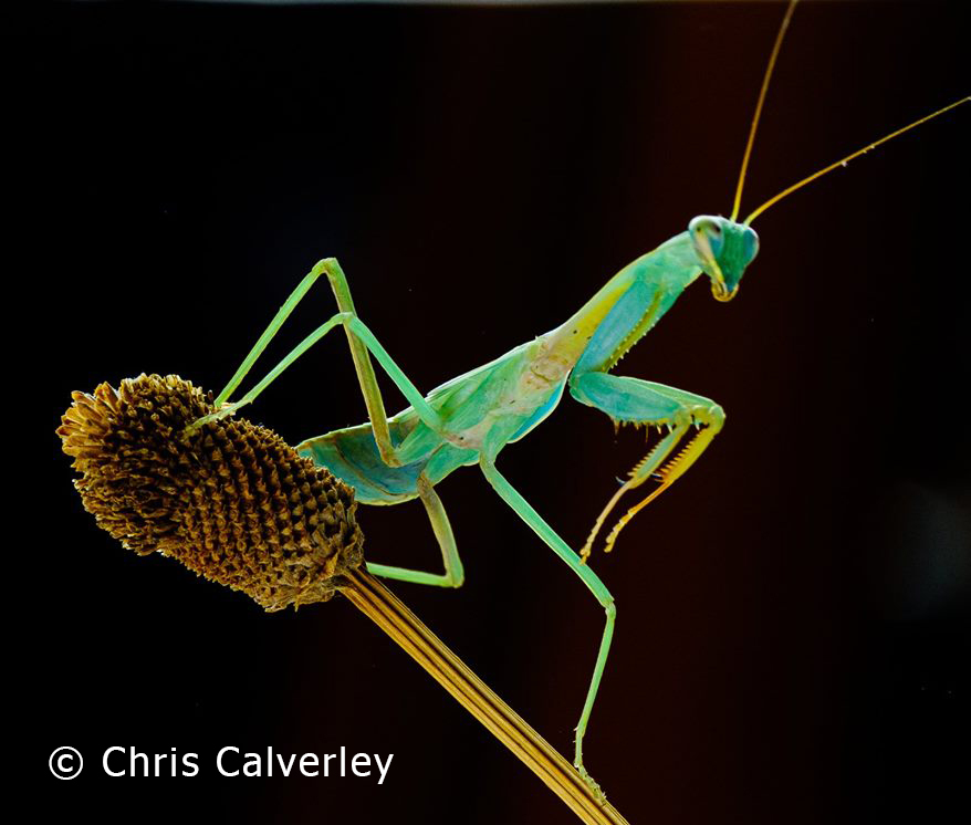 © Chris Calverley - macro of praying mantis
