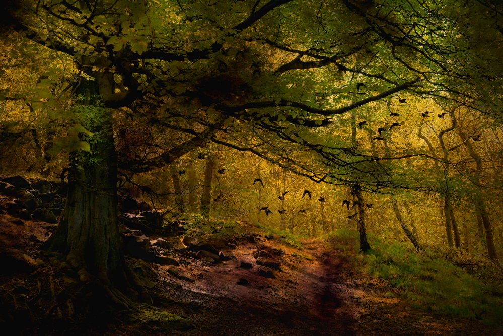 forest image by Heather Burns